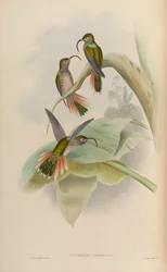Eutoxeres condamini